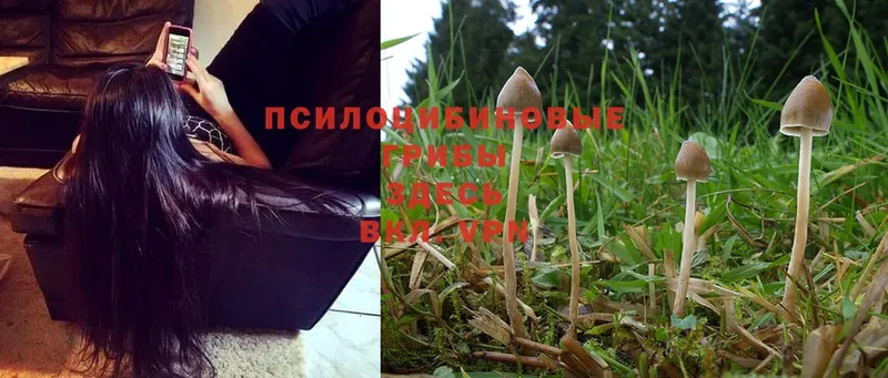 Галлюциногенные грибы Magic Shrooms  ссылка на мегу сайт  Асбест 